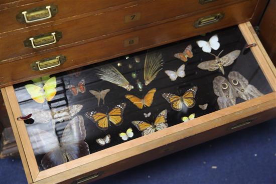 A Victorian pine specimen cabinet enclosed by panelled doors, cabinet 29.5 x 42in.